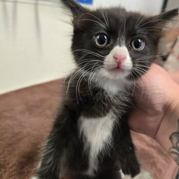Tina -  Domestic Medium Hair Cat for Adoption in Fort Bragg, California - Tina | PetCurious