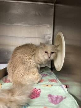 Domestic Long Hair Cats Available for Adoption - *Raymond | PetCurious