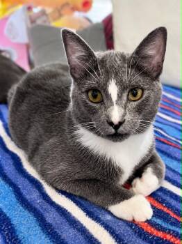 Intern -  Domestic Short Hair Cat for Adoption in Rixeyville, Virginia - Intern | PetCurious