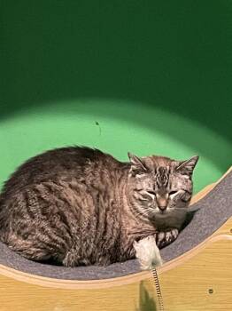 Siamese Cats Available for Adoption - Marley (aka Suga’) | PetCurious