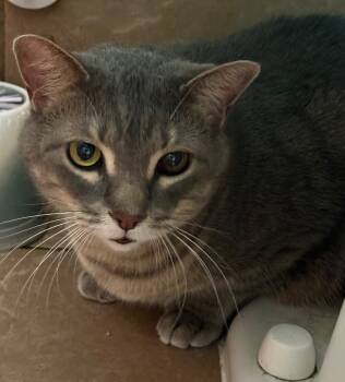 Rescue Tabby Cats for Adoption in Belton, Missouri - Bodhi | PetCurious