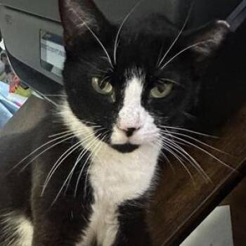 Domestic Short Hair Cats Available for Adoption in Liverpool, Texas - Sonic | PetCurious