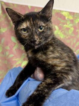 Monica -  Domestic Short Hair Cat for Adoption in San Antonio, Texas - Monica | PetCurious