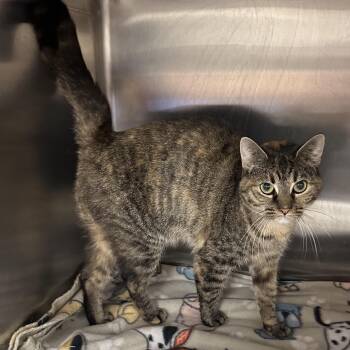 Rescue Domestic Short Hair Cats for Adoption in Monson, Massachusetts - Portia | PetCurious