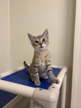 Tonya -  American Shorthair Cat for Adoption in Cashiers, North Carolina - Tonya | PetCurious