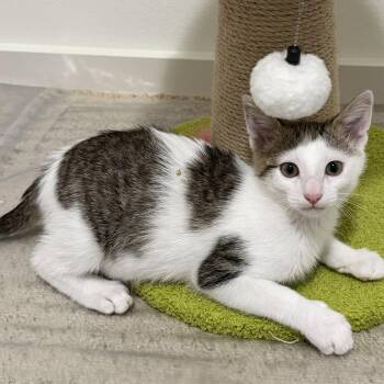 Toad -  Domestic Short Hair and Turkish Van Cat for Adoption in Maple Valley, Washington - Toad | PetCurious