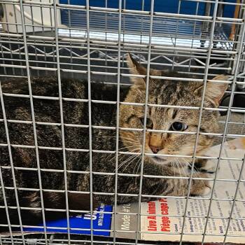 Domestic Short Hair Cats Available for Adoption - Greg | PetCurious