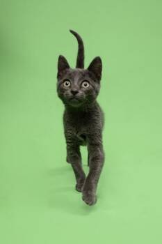 George -  Domestic Short Hair Cat for Adoption in Fort Worth, Texas - George | PetCurious