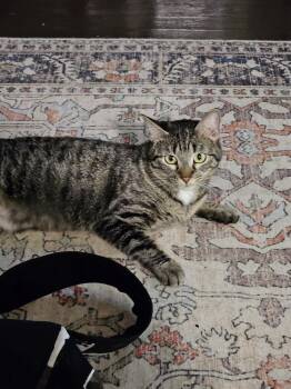 Tabby and Domestic Short Hair Cats Available for Adoption in Dallas, Texas - Pandora Suits | PetCurious
