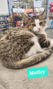 Domestic Medium Hair Cats Available for Adoption in Dyersburg, Tennessee - Motley | PetCurious