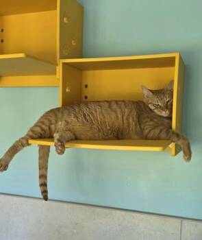 Tiny -  Domestic Short Hair Cat for Adoption in Honolulu, Hawaii - Tiny | PetCurious