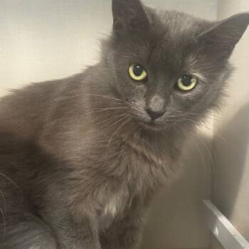 Rizzo -  Domestic Medium Hair Cat for Adoption in Hutchinson, Minnesota - Rizzo | PetCurious