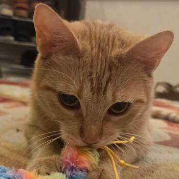 Annie -  Domestic Short Hair Cat for Adoption in Chandler, Arizona - Annie | PetCurious