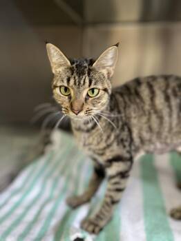 Helen -  Domestic Short Hair Cat for Adoption in Hilton Head Island, South Carolina - Helen | PetCurious