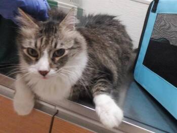 JAFAR -  Domestic Long Hair and Maine Coon Cat for Adoption in Oroville, California - JAFAR | PetCurious