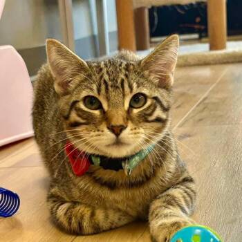 TJ -  Domestic Short Hair Cat for Adoption in Momence, Illinois - TJ | PetCurious