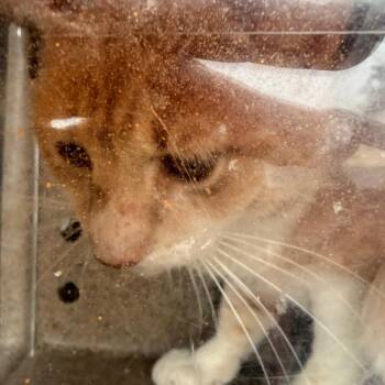 Krispy -  Domestic Short Hair Cat for Adoption in Philadelphia, Pennsylvania - Krispy | PetCurious