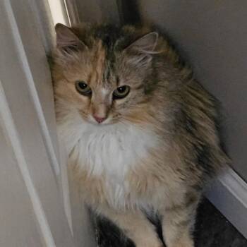 Patches -  Domestic Long Hair and Domestic Short Hair Cat for Adoption in Aldie, Virginia - Patches | PetCurious
