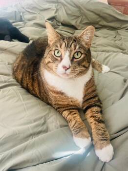 Rescue Domestic Short Hair Cats for Adoption in Oceanside, California - Henry | PetCurious