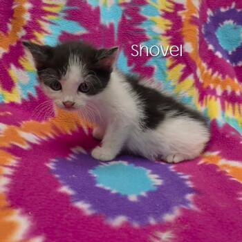 Shovel -  Domestic Short Hair Cat for Adoption in Parkersburg, West Virginia - Shovel | PetCurious