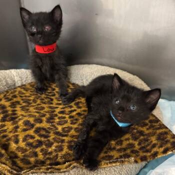 Lulu -  Domestic Short Hair Cat for Adoption in Los Angeles, California - Lulu | PetCurious