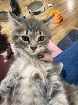 Rescue Domestic Medium Hair Cats for Adoption in Sandy Springs, Georgia - Gilligan (bonded With Skipper) | PetCurious