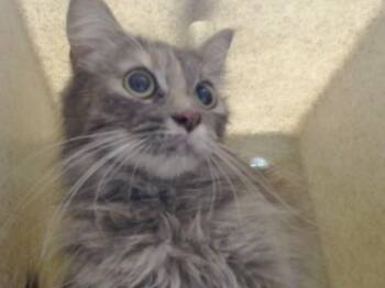 A551467 -  Domestic Medium Hair and Domestic Short Hair Cat for Adoption in Moreno Valley, California - A551467 | PetCurious