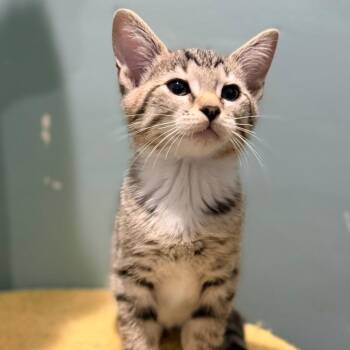 Askinosie -  Domestic Short Hair Cat for Adoption in Evansville, Indiana - Askinosie | PetCurious