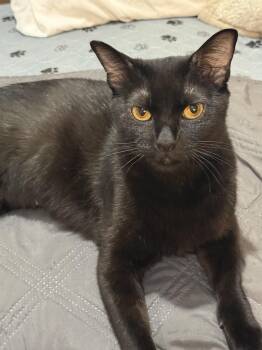 Momma -  American Bobtail Cat for Adoption in Lincoln Park, New Jersey - Momma | PetCurious