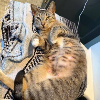 Grace Belle -  Domestic Short Hair Cat for Adoption in Los Angeles, California - Grace Belle | PetCurious