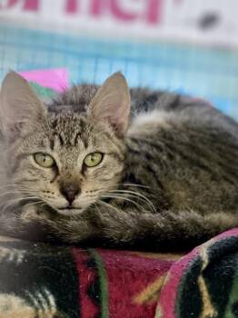 Rivian -  Domestic Short Hair Cat for Adoption in Austin, Texas - Rivian | PetCurious