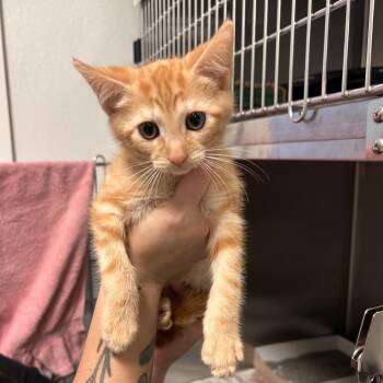 Colby Jack -  Domestic Short Hair Cat for Adoption in Hendersonville, North Carolina - Colby Jack | PetCurious
