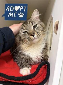 Domestic Medium Hair and Domestic Short Hair Cats Available for Adoption in Lowell, Massachusetts - Leo | PetCurious
