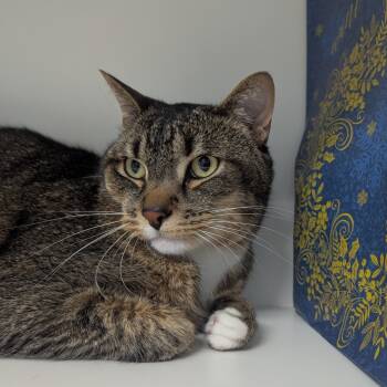 Rescue Domestic Short Hair Cats for Adoption in Morrison, Colorado - Archer | PetCurious