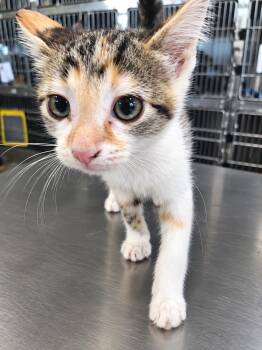 Petunia -  Domestic Short Hair Cat for Adoption in Winfield, Kansas - Petunia | PetCurious