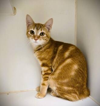 GINGER -  Domestic Short Hair Cat for Adoption in Texas City, Texas - GINGER | PetCurious