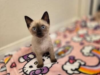 Ube -  Domestic Short Hair Cat for Adoption in Pearland, Texas - Ube | PetCurious
