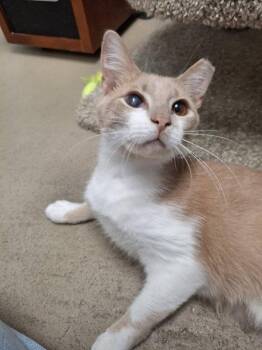 Domestic Short Hair Cats Available for Adoption in Rochester, New Hampshire - Seymore | PetCurious