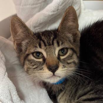 Bass -  Domestic Short Hair Cat for Adoption in Goleta, California - Bass | PetCurious