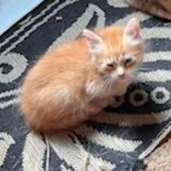 Draw 2 -  Domestic Medium Hair Cat for Adoption in Coos Bay, Oregon - Draw 2 | PetCurious
