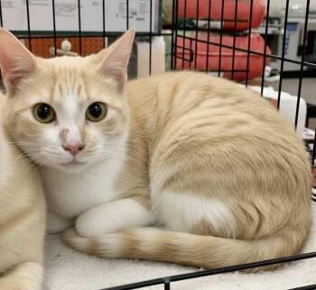 Rescue Tabby and Domestic Short Hair Cats for Adoption - Marvin And Murry (Brothers) | PetCurious