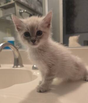 Rescue Tabby Cats for Adoption in Calimesa, California - Casper | PetCurious