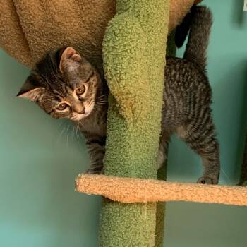 Rescue Domestic Short Hair Cats for Adoption in Ephrata, Pennsylvania - Cayenne | PetCurious