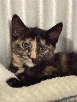 Enid -  Domestic Short Hair Cat for Adoption in Philadelphia, Pennsylvania - Enid | PetCurious