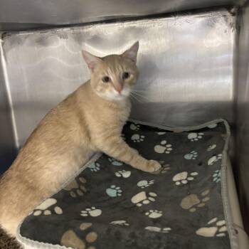 Chewbacca -  Domestic Short Hair Cat for Adoption in Kanab, Utah - Chewbacca | PetCurious