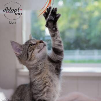 Rescue Domestic Short Hair Cats for Adoption in Ballwin, Missouri - Libra | PetCurious