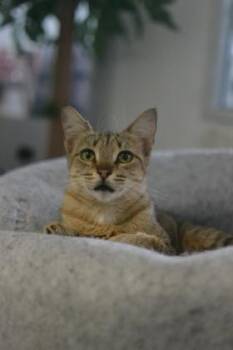 Domestic Medium Hair and Domestic Short Hair Cats Available for Adoption - Miso | PetCurious