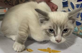 ARMAND -  Domestic Short Hair Cat for Adoption in Pensacola, Florida - ARMAND | PetCurious