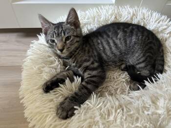Bernadette -  Domestic Short Hair Cat for Adoption in Warrington, Pennsylvania - Bernadette | PetCurious