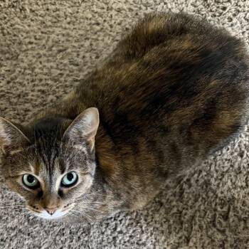 Kitkat -  Domestic Short Hair Cat for Adoption in Carmel, Indiana - Kitkat | PetCurious
